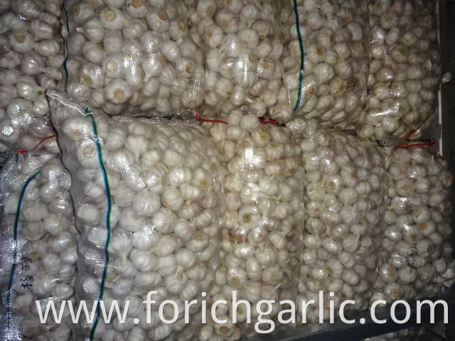 New Crop Garlic